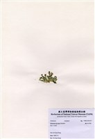 藏品(盤狀仙掌藻)的圖片